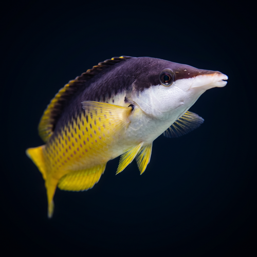 Brown Bird Wrasse