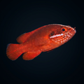 Red Soapfish
