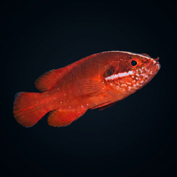 Red Soapfish