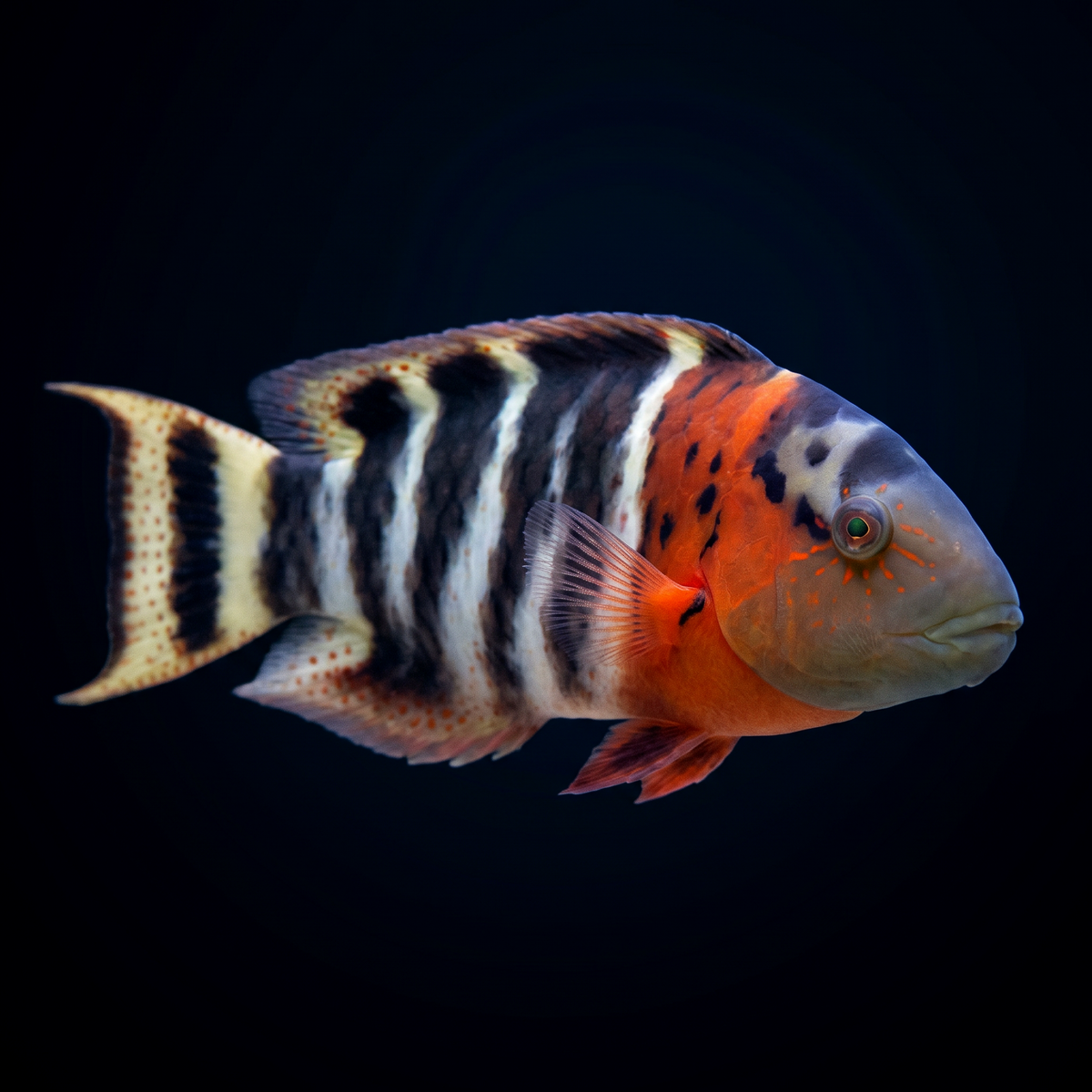 Red Breasted Maori Wrasse saltwater fish care guide