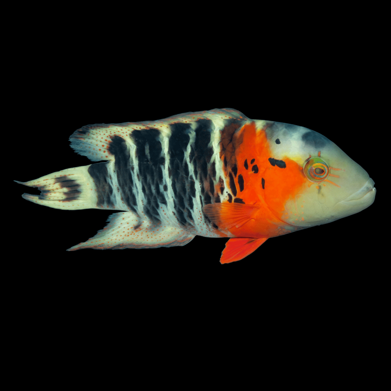 Red Breasted Maori Wrasse