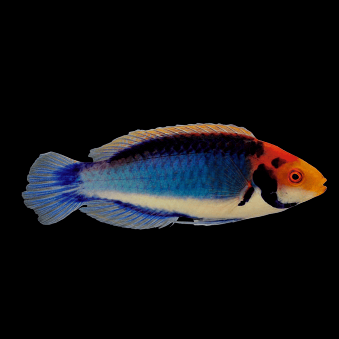 Red Eye Solor Fairy Wrasse