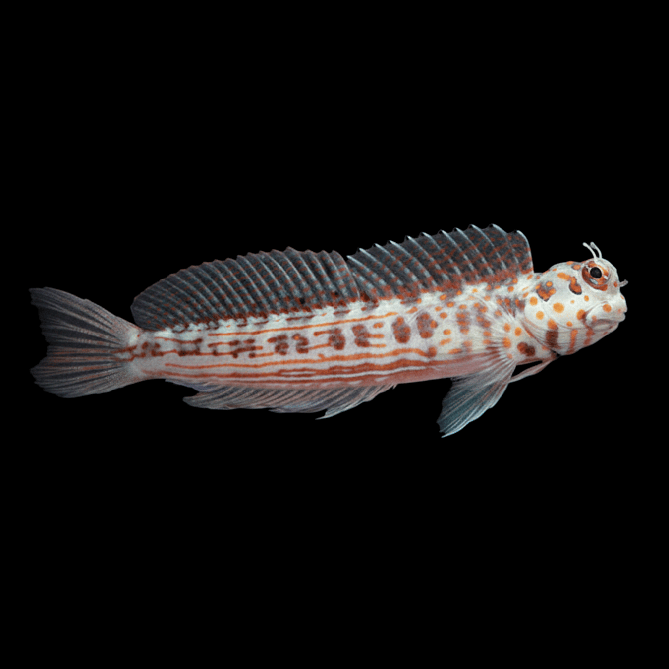 Red-Spotted Blenny