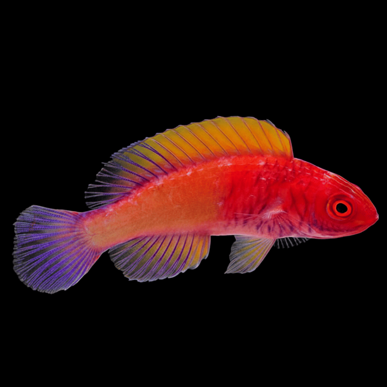 Red Velvet Fairy Wrasse saltwater fish care guide