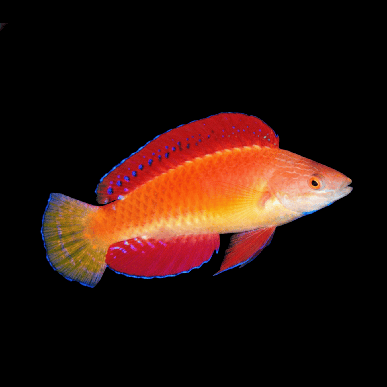 Redfin Fairy Wrasse saltwater fish care guide