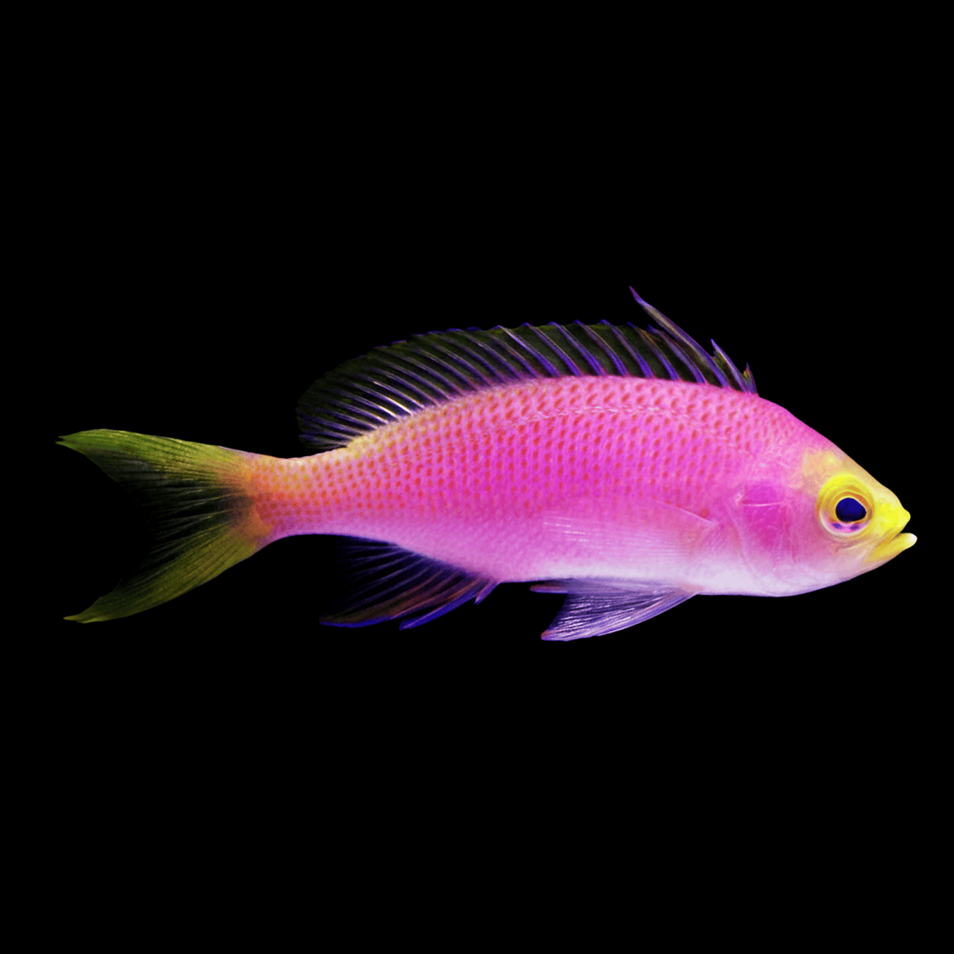 Resplendent Anthias