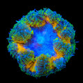 Ultra Rock Flower Anemone