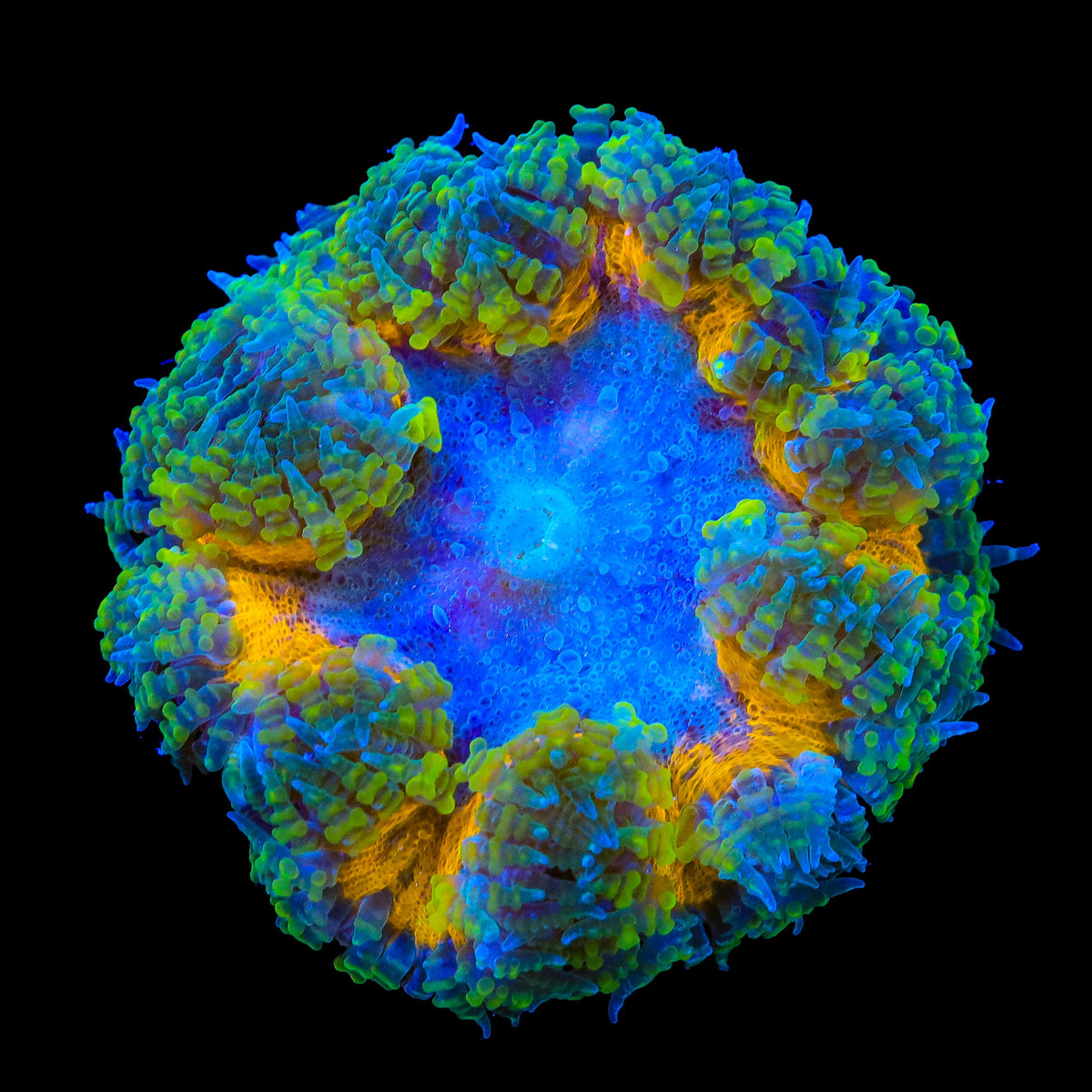 Ultra Rock Flower Anemone – WYSIWYG – Top Shelf Aquatics