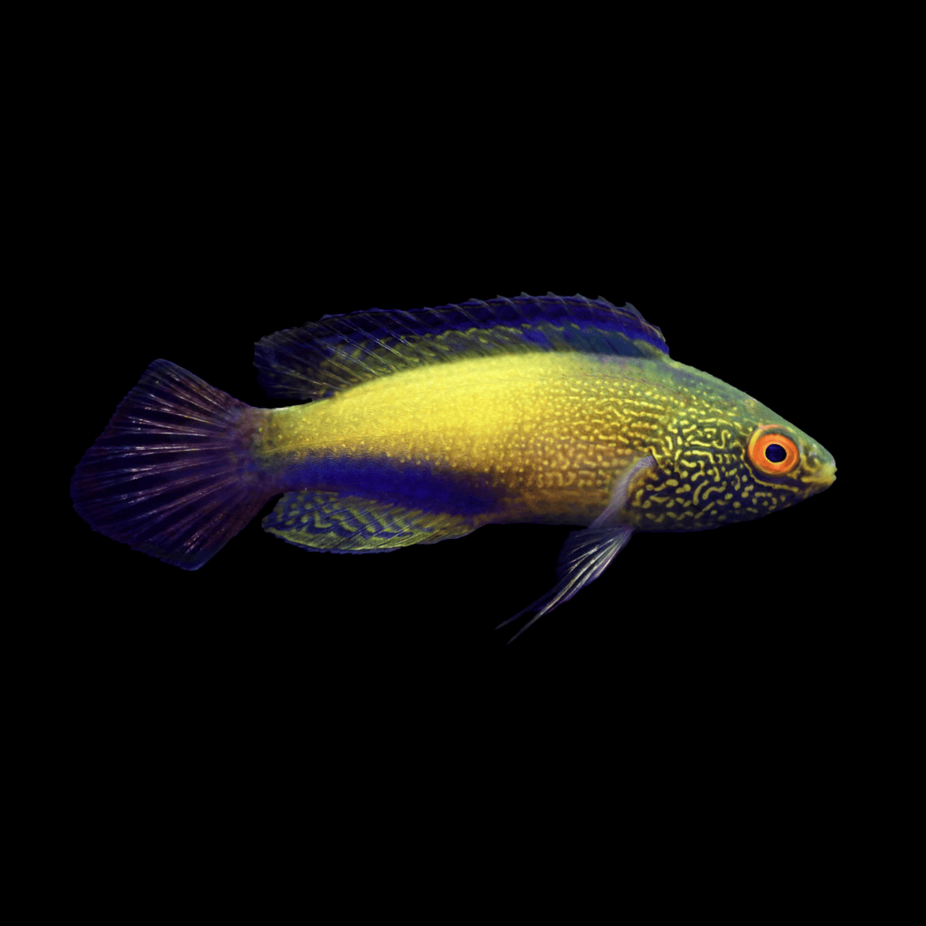 Rhomboid Fairy Wrasse