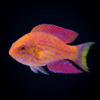Royal Flasher Wrasse - Male