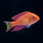 Royal Flasher Wrasse - Male