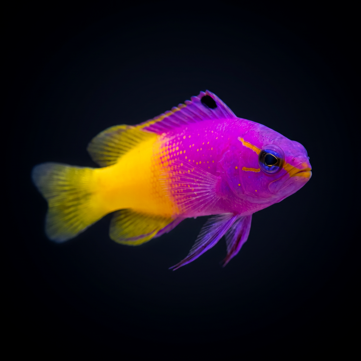 Royal Gramma Basslet saltwater fish care guide