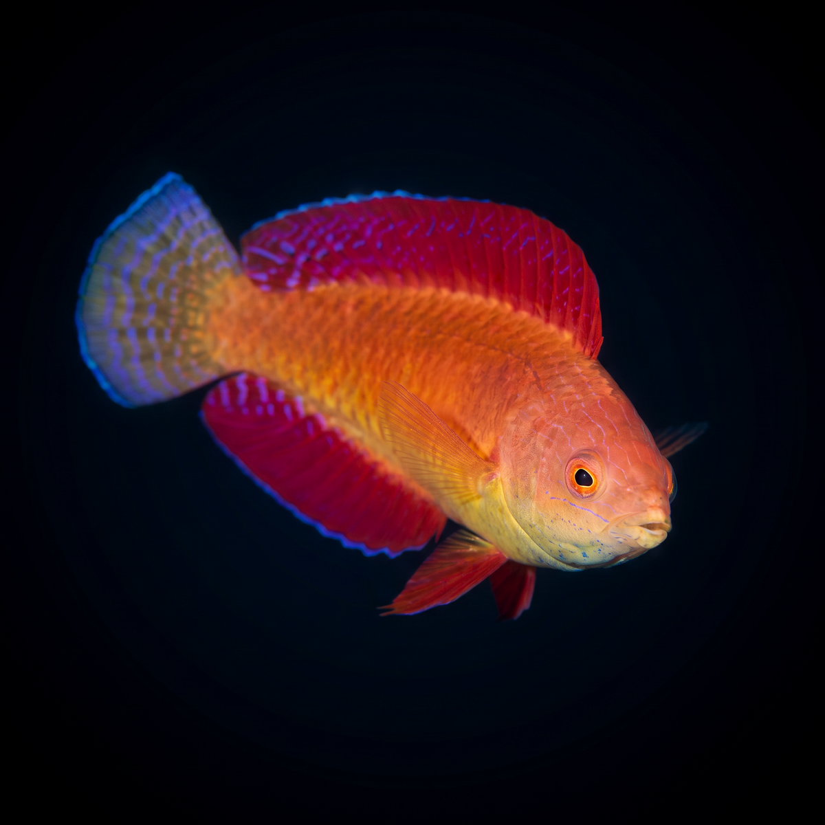 Redfin Fairy Wrasse saltwater fish care guide