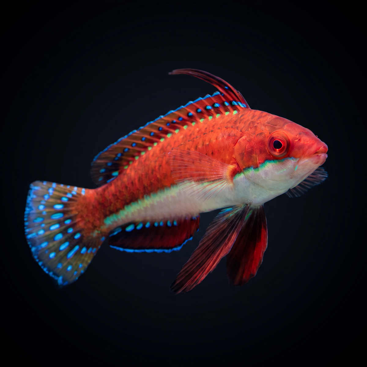 Ruby Longfin Fairy Wrasse saltwater fish care guide