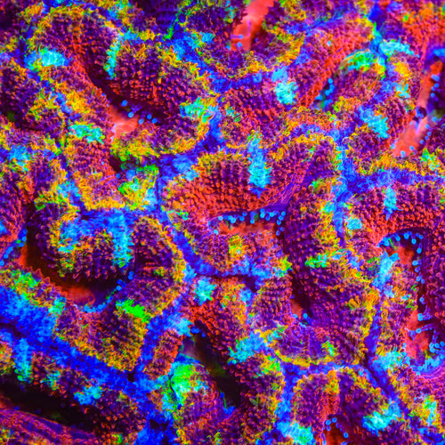 TSA Ruby Raptor Acan Coral