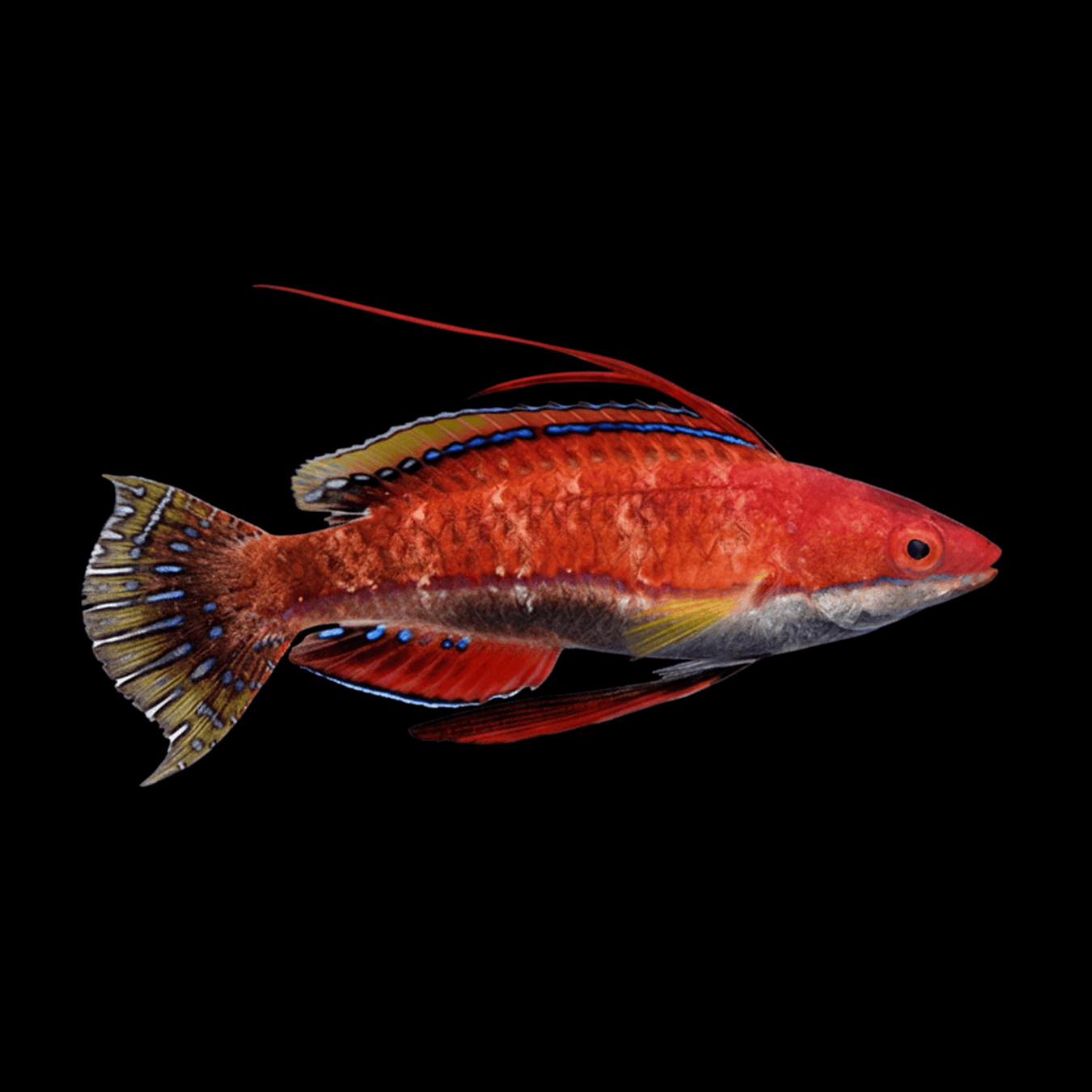 Ruby Longfin Fairy Wrasse saltwater fish care guide