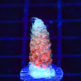 TSA Rose Bloom Acropora Coral