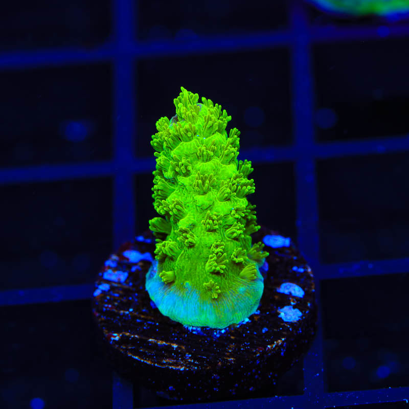 TSA Margaritaville Acropora Coral