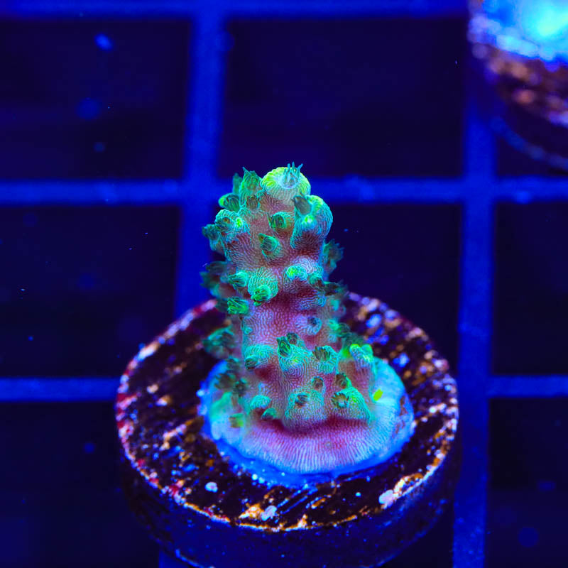 TSA Sprocket Acropora Coral