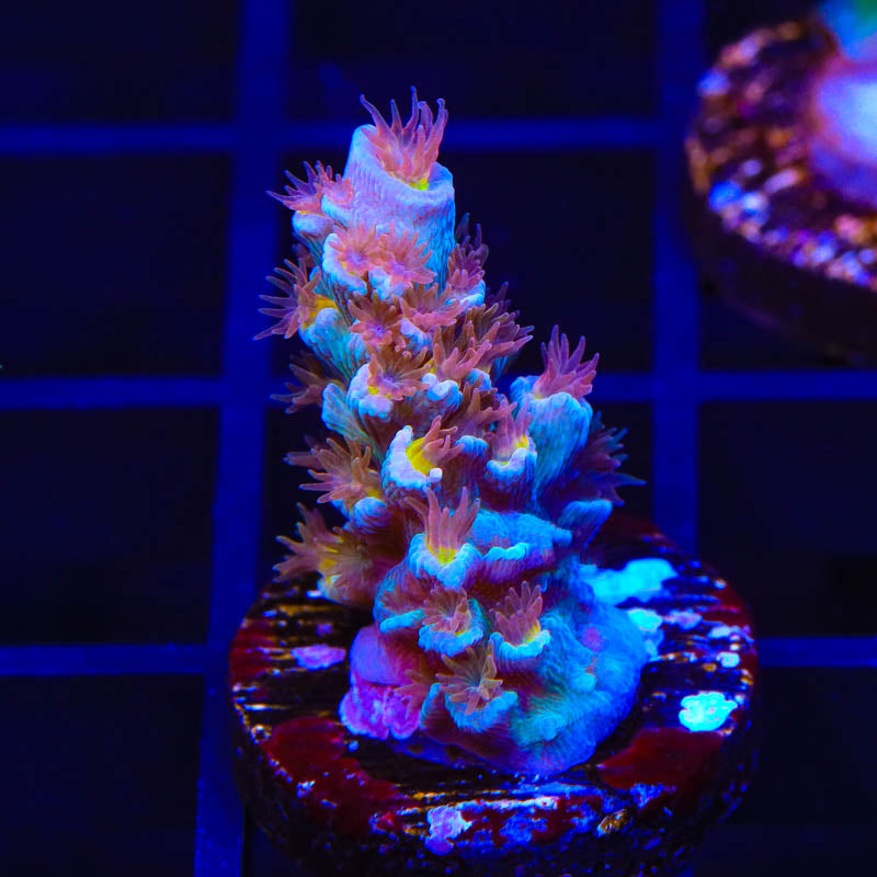 TSA Bubbleyum Acropora Coral