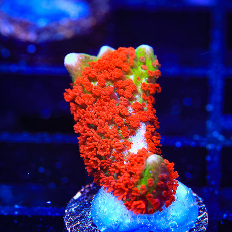 Forest Fire Digitata Montipora Coral - (Almost WYSIWYG) - Top Shelf Aquatics 