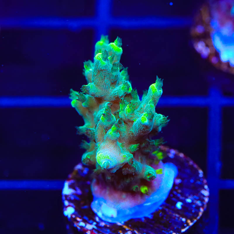 TSA Sprocket Acropora Coral - Top Shelf Aquatics