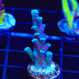 Oregon Blue Tort Acropora Coral - Top Shelf Aquatics