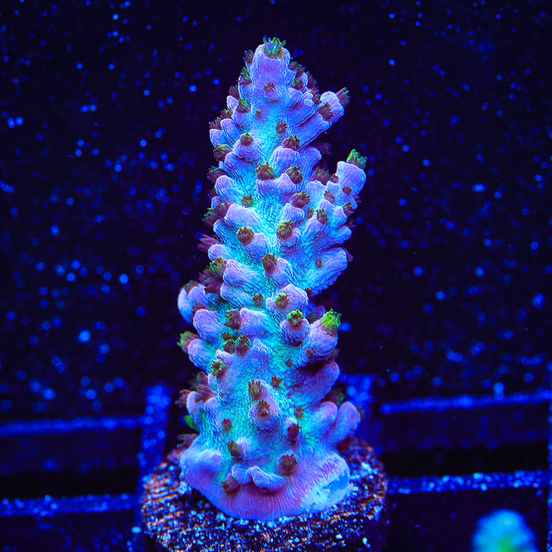 TSA Professor Plum Acropora Coral