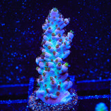 TSA Professor Plum Acropora Coral