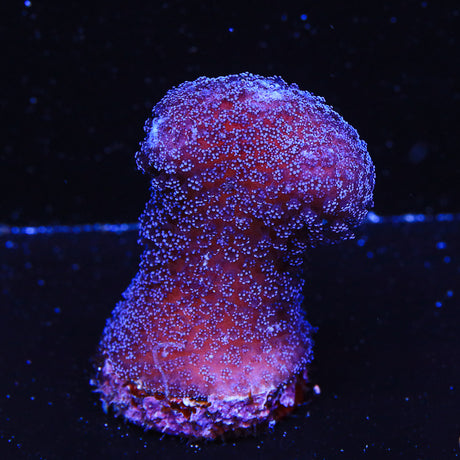 Purple Stylophora Coral - Top Shelf Aquatics