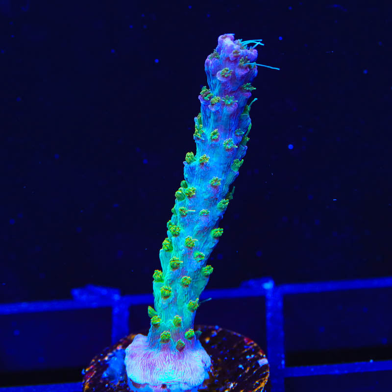 TSA Grape Ape Acropora Coral