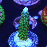 TSA Aguamarina Ciervo Acropora Coral