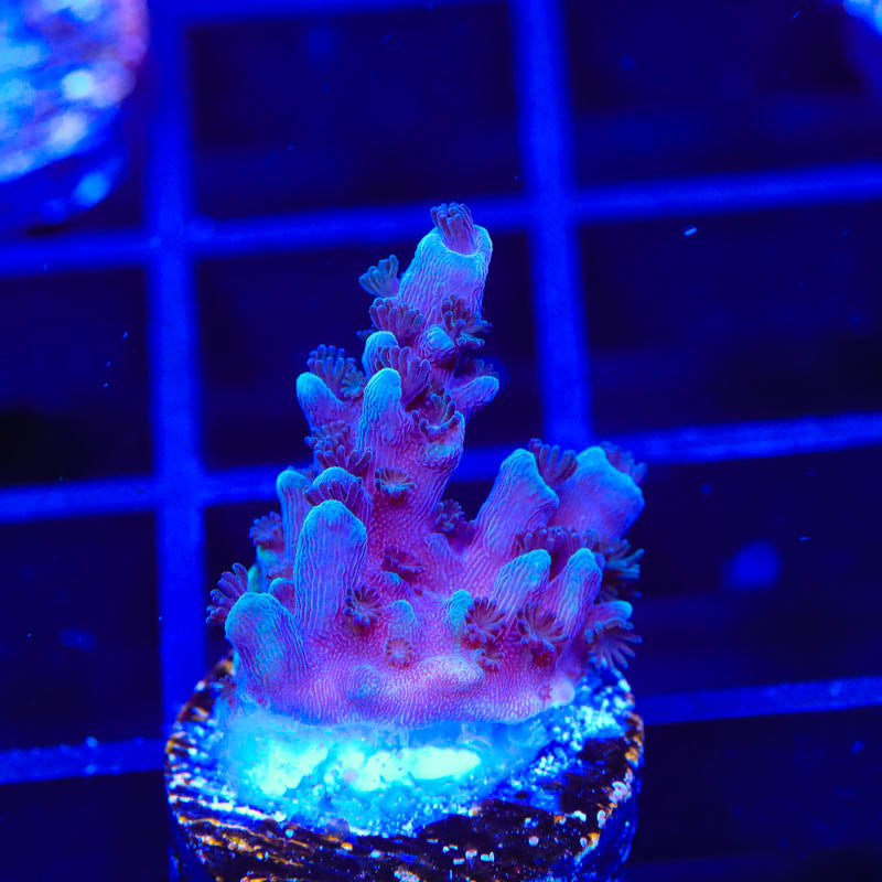 TSA Bali Blue Slimer Acropora Coral