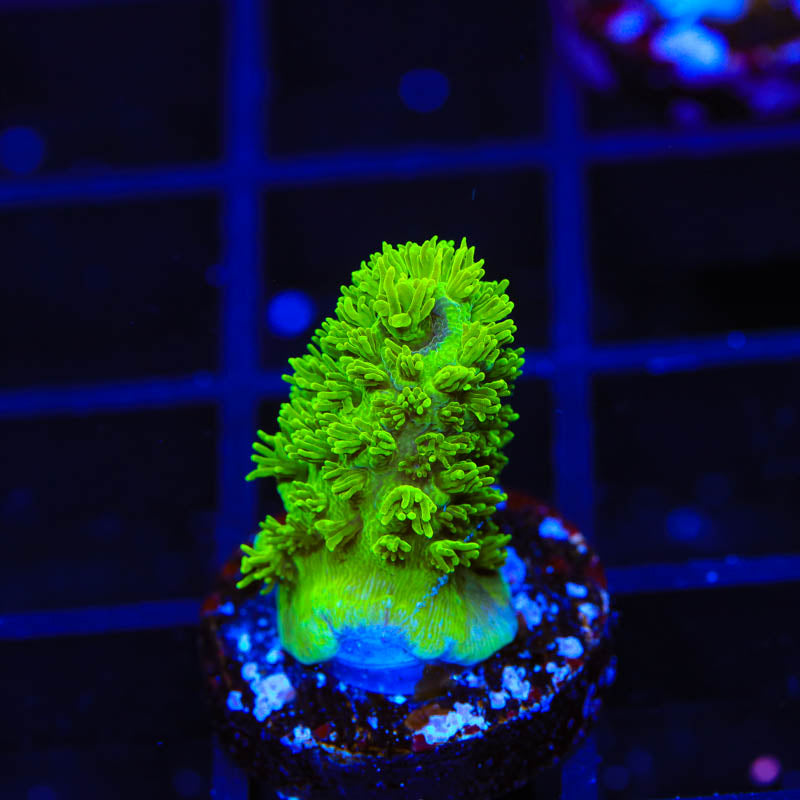 TSA Margaritaville Acropora Coral