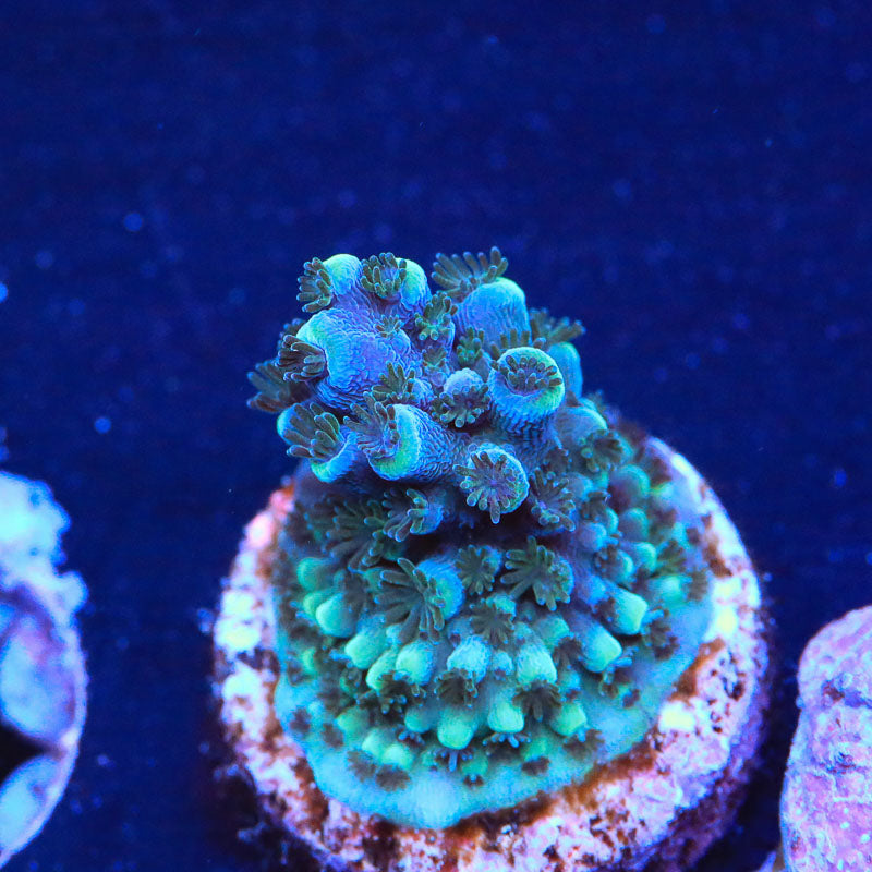 TSA Bali Blue Slimer Acropora Coral