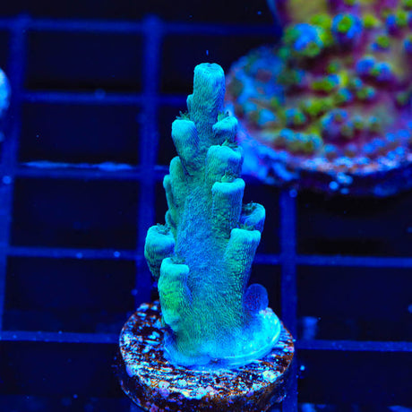 Oregon Blue Tort Acropora Coral - (Almost WYSIWYG) - Top Shelf Aquatics 