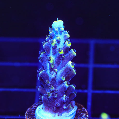 TSA Exquisita Stag Acropora Coral