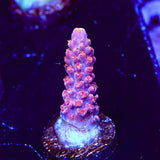 TSA Bottle Rocket Acropora Coral