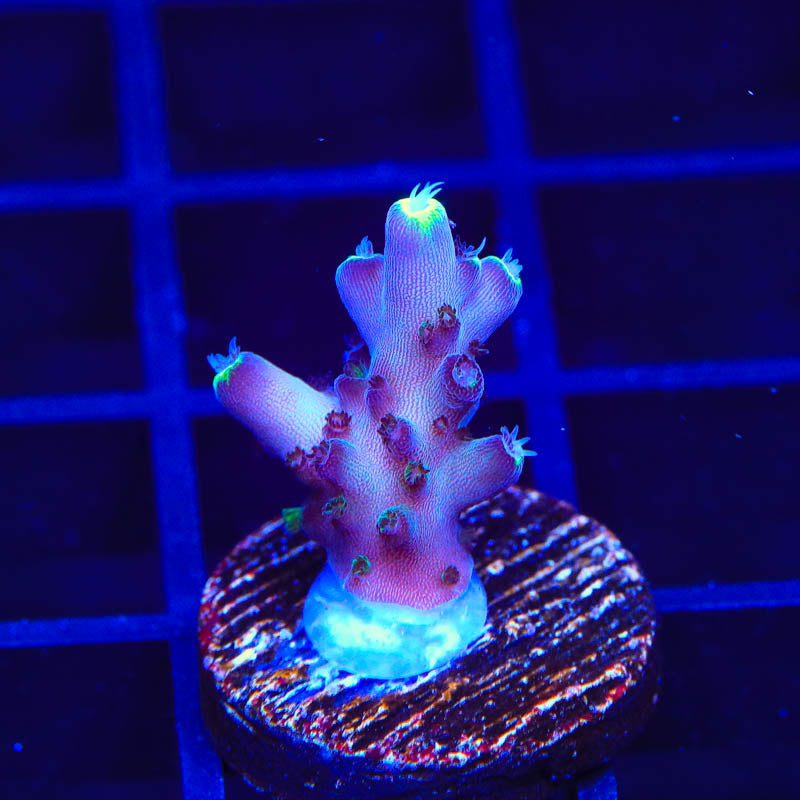 TSA Blue Flame Acropora Coral
