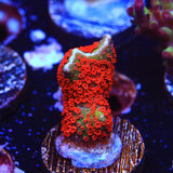 Forest Fire Digitata Montipora Coral - Top Shelf Aquatics