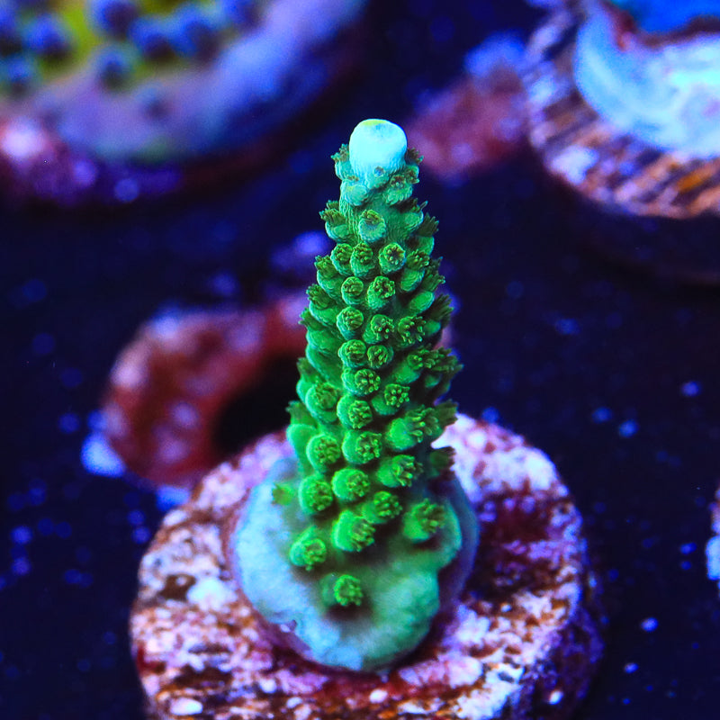 TSA Aquamarine Stag Acropora Coral