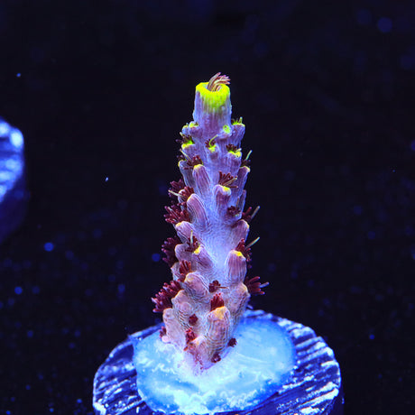TSA Spyro the Dragon Acropora Coral - Top Shelf Aquatics