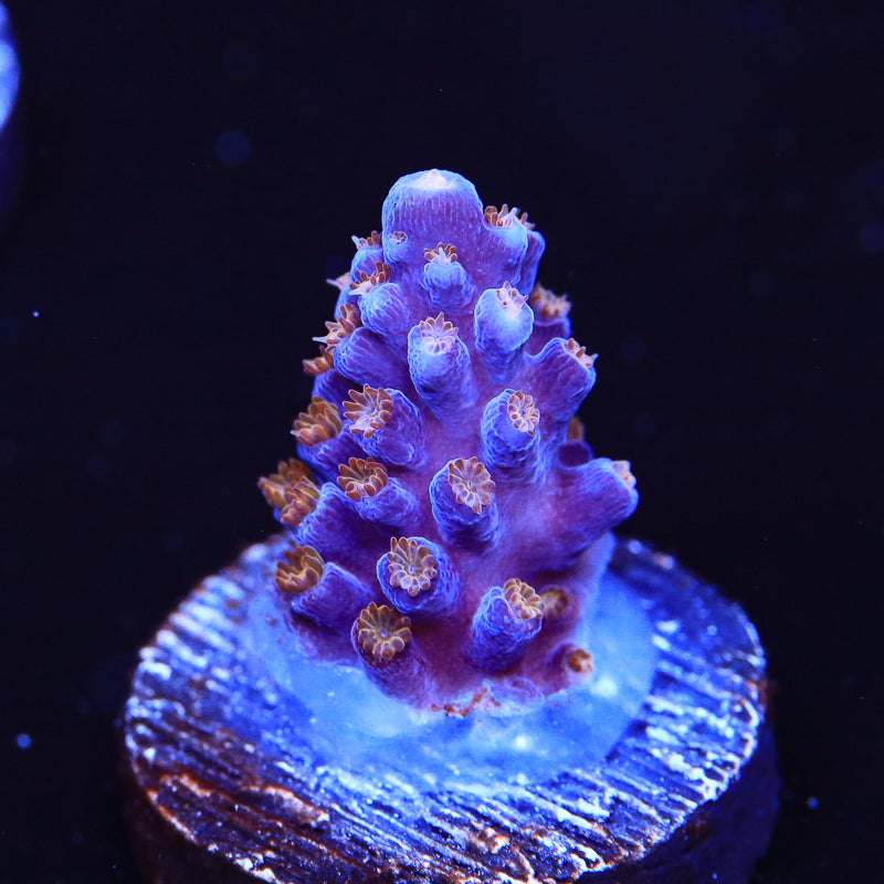 ARC Fireworks Acropora Coral