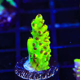 TSA Scary Canary Acropora Coral