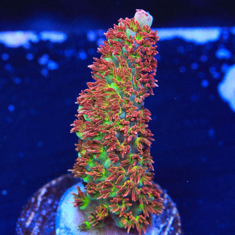 TSA Carolina Reaper Acropora Coral