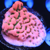 WWC Cherry Tree Montipora Coral