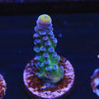 WWC Yellow Tip Acropora Coral - Top Shelf Aquatics