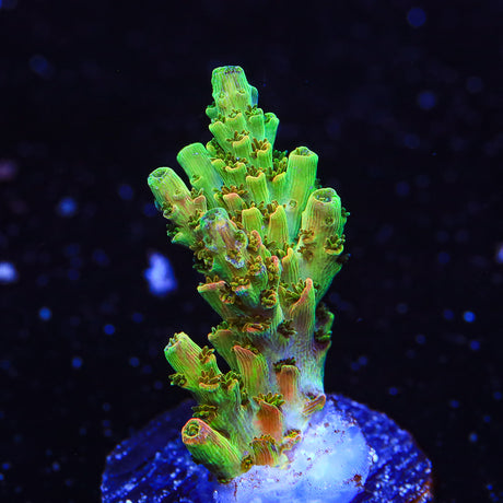 TSA Dan Aykroyd Acropora Coral