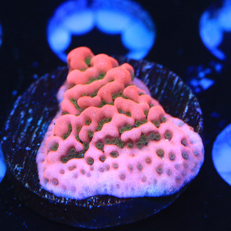 WWC Cherry Tree Montipora Coral