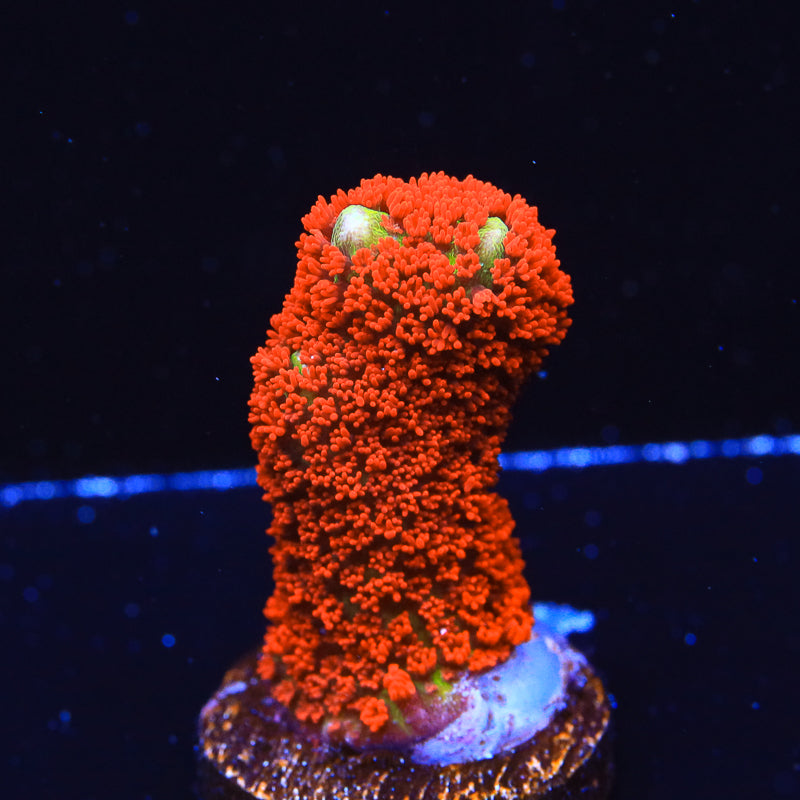 Forest Fire Digitata Montipora Coral